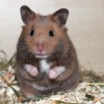 Goldhamster