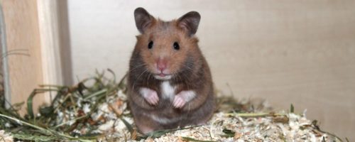Goldhamster