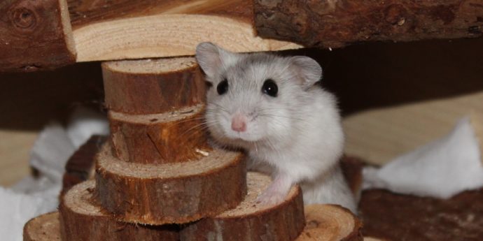 Campbell Zwerghamster Portrait: Welche Eigenschaften hat dieser Wusel? - Campbell Zwerghamster 690x345