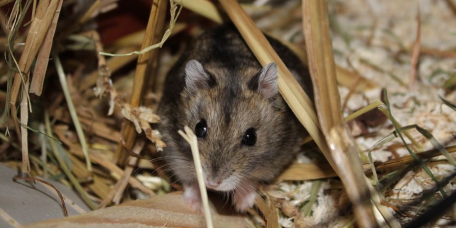 Alle Hamsterarten mit Bildern ⇒ Welcher Hamster passt zu mir? - Dsungarischer Zwerghamster 930x465