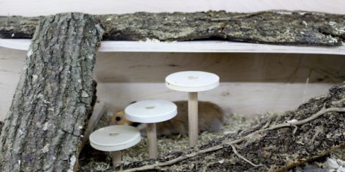 Einrichtungsideen für den Hamsterkäfig