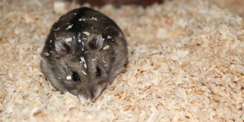 Einstreu für den Hamsterkäfig