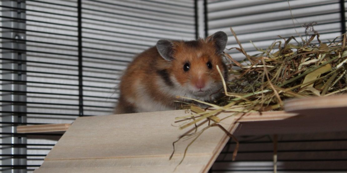 Etagen als Einrichtung im Hamsterkäfig
