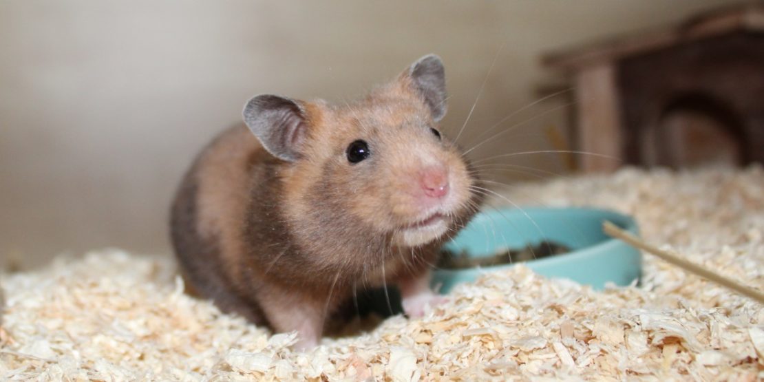 Hamsterkäfig einrichten Vom ersten Schritt bis zum Einzug des Hamsters
