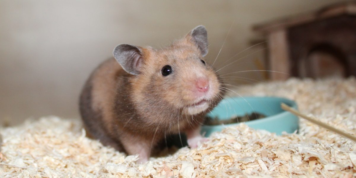 Viel Auflauf für den Hamster