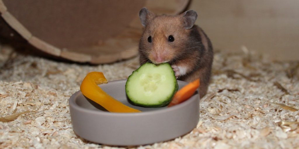 Platz für Futter im Hamsterkäfig