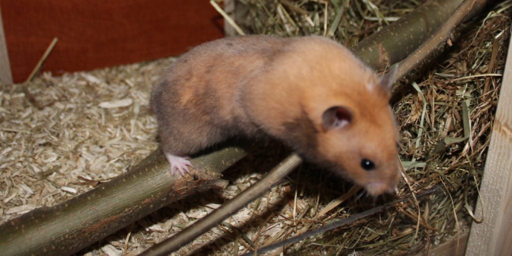 Klettermöglichkeiten beim Hamsterkäfig einrichten planen