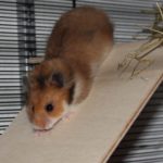 Hamster auf Rampe