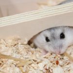 Zwerghamster schaut aus Eingang