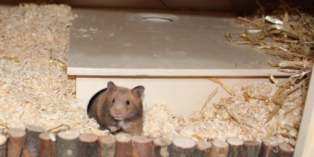 Bei der Einrichtung artgerechtes Hamsterhaus verwenden