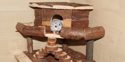 Hamsterhäuser im Käfig