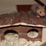 Das Hamsterhaus - Schlafplatz und Versteck