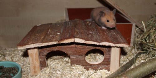 Das Hamsterhaus - Schlafplatz und Versteck