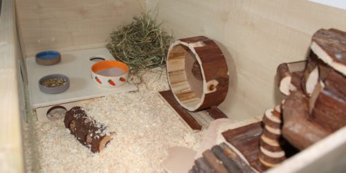 Den Hamsterkäfig einrichten