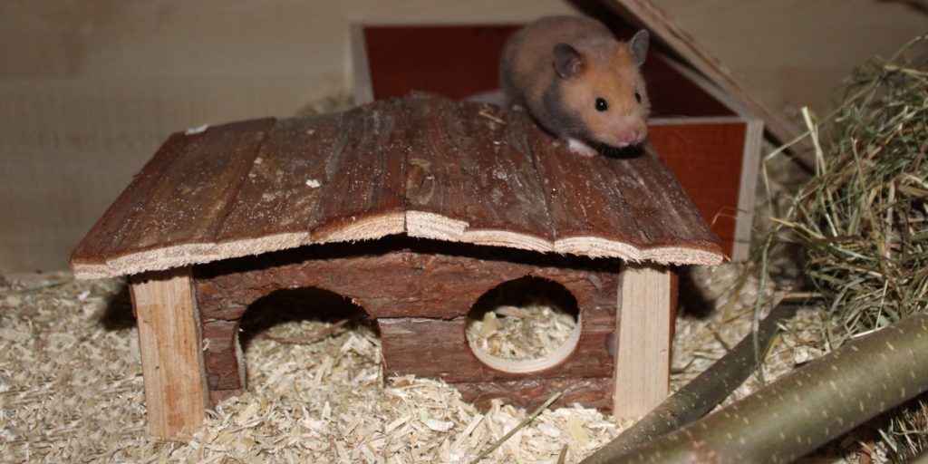Hamsterkäfig einrichten: Das Hamsterhaus