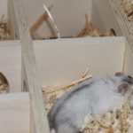 Hamster erkundet Mehrkammerhaus