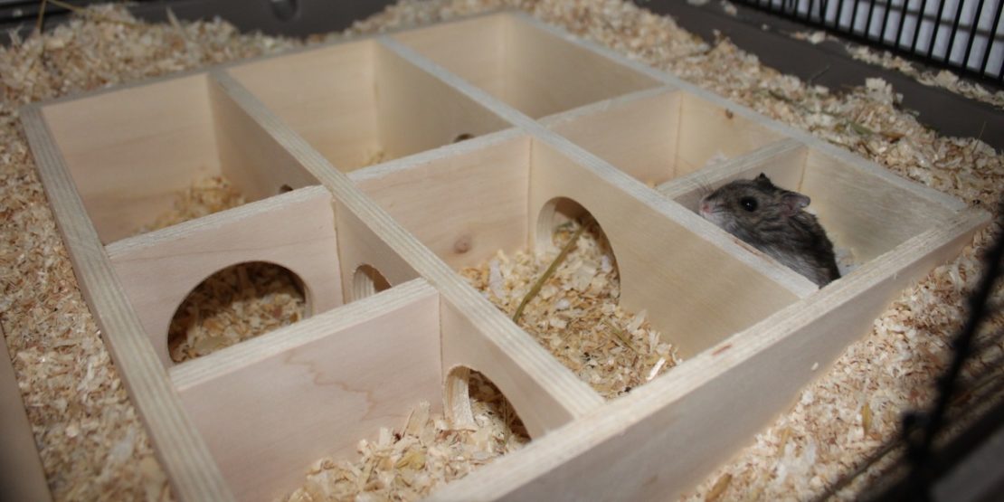 Mehrkammerhaus mit Hamster