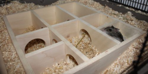 Mehrkammerhaus mit Hamster
