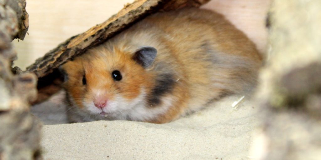 Sand als Einstreu im Hamsterkäfig