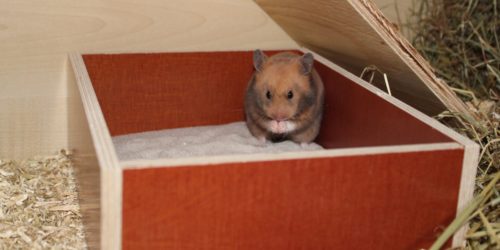 Das Sandbad für den Hamster