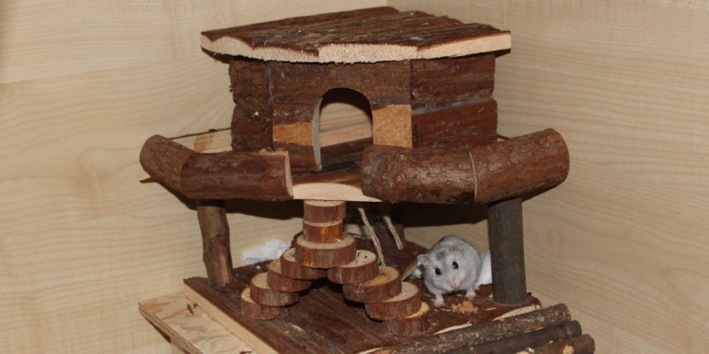 Campbell Zwerghamster im Spielhaus