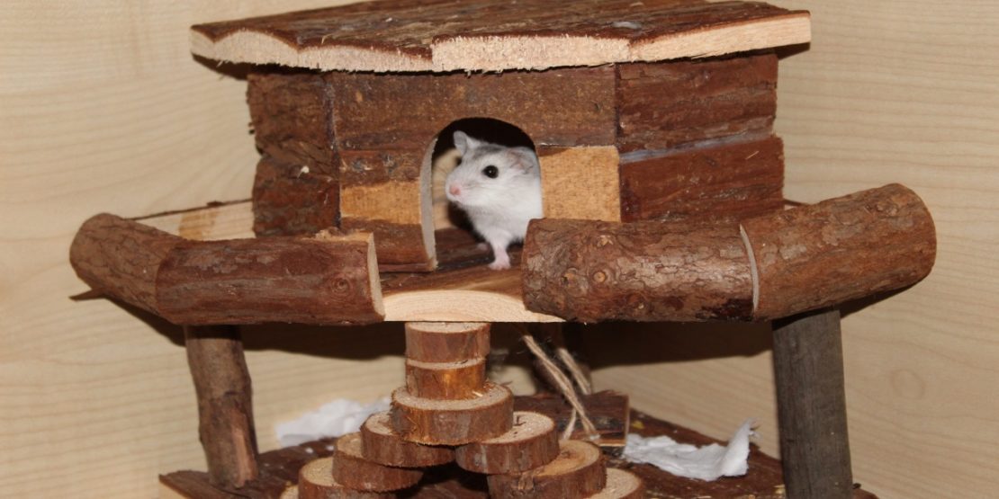 Das Spielhaus für Hamster