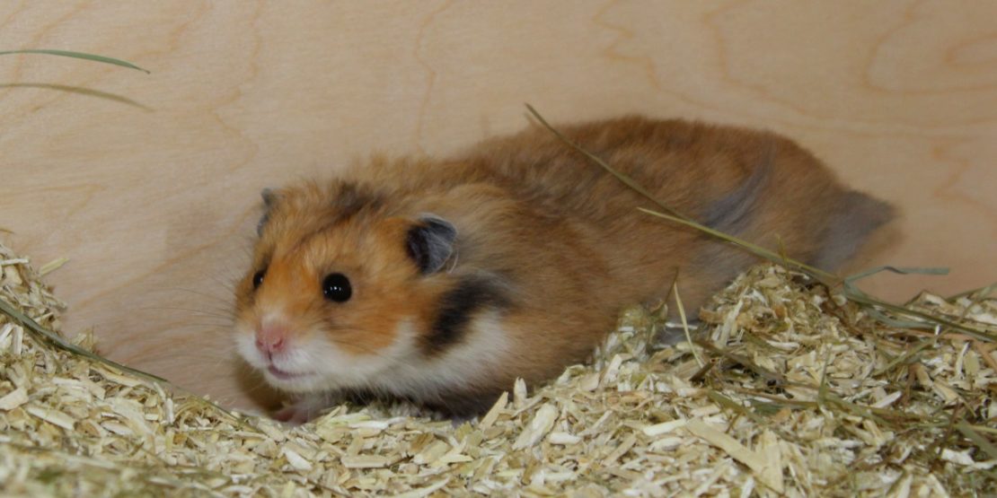 Den Teddyhamster kaufen und Eingewöhnen