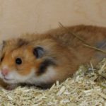 Den Teddyhamster kaufen und Eingewöhnen