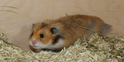 Den Teddyhamster kaufen und Eingewöhnen