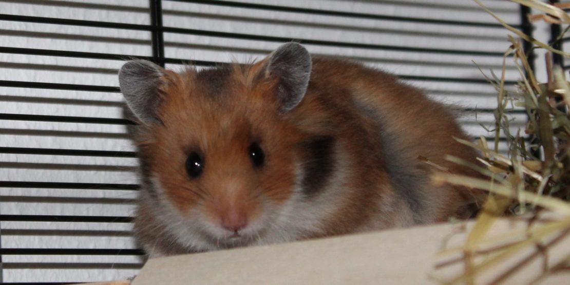 Lebenserwartung Teddyhamster - Wie alt werden Teddyhamster?