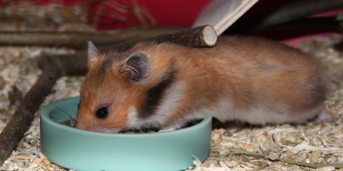 Teddyhamster Ernährung: Artgerecht und vital durch diese 3 Bestandteile - TeDDyhamster Ernaehrung 1110x555