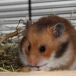 Teddyhamster beim Fressen