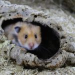 Die artgerechte Teddyhamster Haltung