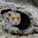 Die artgerechte Teddyhamster Haltung