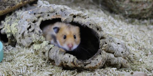 Die artgerechte Teddyhamster Haltung