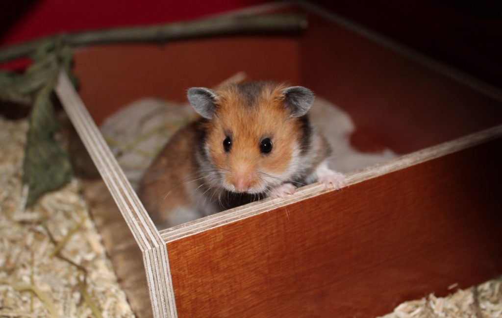 Der Teddyhamster im Sandbad
