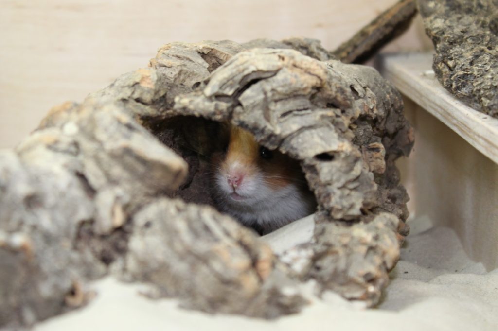 Teddyhamster im Versteck