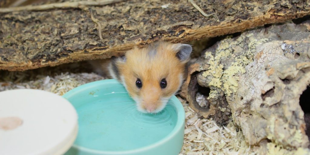 Teddyhamster Ernährung Artgerecht und vital durch diese 3 Bestandteile