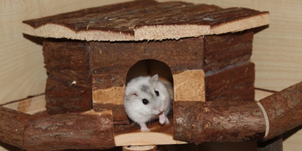 Artgerechte Unterkunft für den Hamster