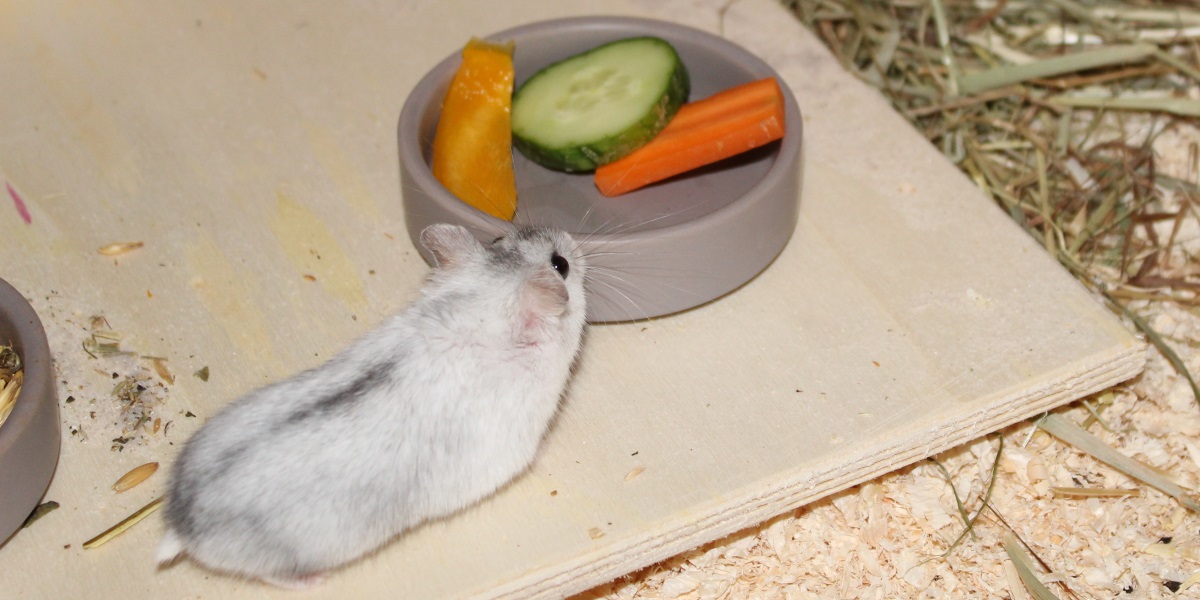 Campbell Zwerghamster Ernährung: Gesund und vital durch 3 Bestandteile - Campbell Zwerghamster Ernaehrung