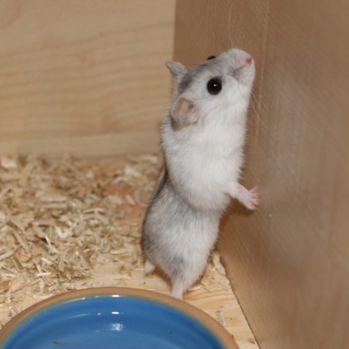 Campbellhamster mit Namen Blume