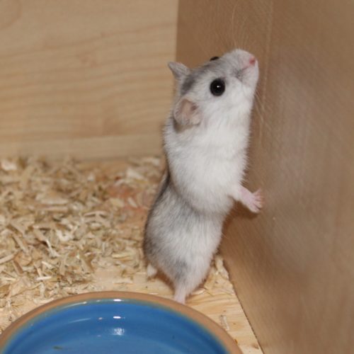 Weibchen hamsternamen Hamsternamen für