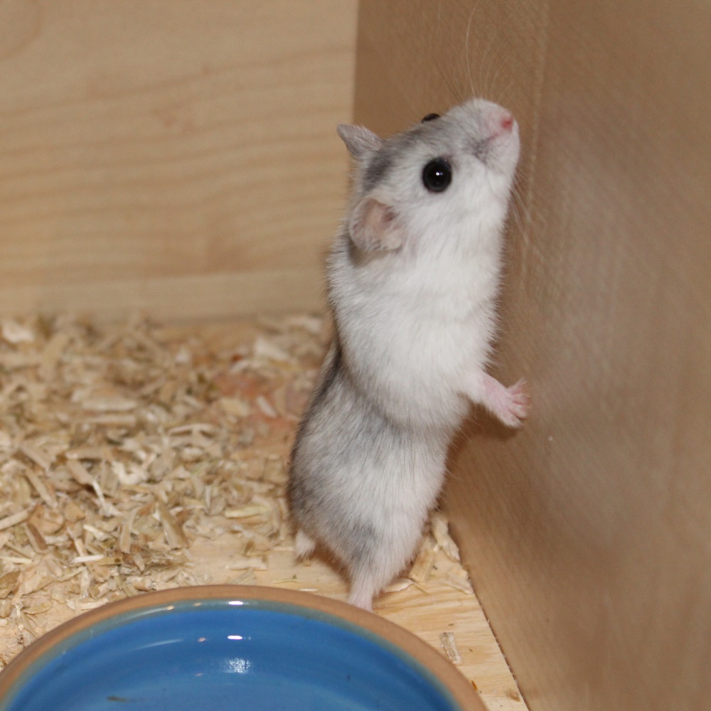 Hamster Namen Die beliebtesten Namen und Tipps zur Namenswahl