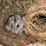 Hamster versteckt sich