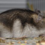 Dsungarischer Zwerghamster im Profil