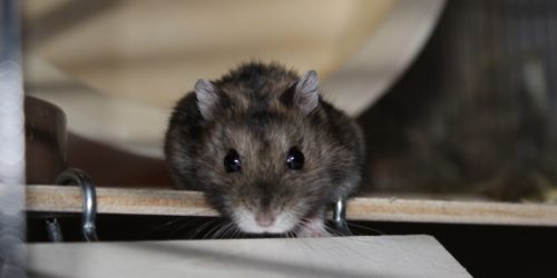 Einen Dsungarischen Zwerghamster kaufen