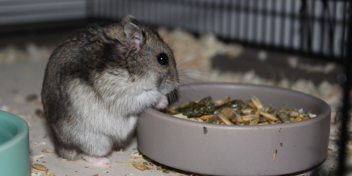 Dsungarische Zwerghamster Ernährung ⇒ Tierisches Eiweis und Gemüse - Dsungarischer Zwerghamster Ernaehrung