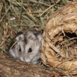 Dsungarischer Zwerghamster versteckt sich