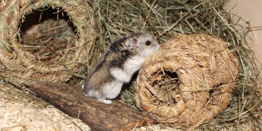 Dsungarische Zwerghamster Ernährung ⇒ Tierisches Eiweis und Gemüse - Dsungarischer Zwerghamster Haltung 1024x512