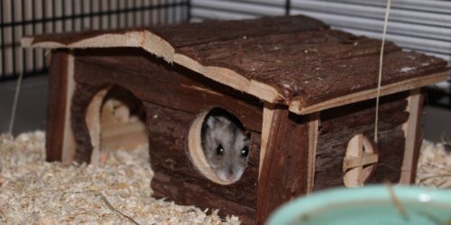 Zwerghamster schaut aus Hamsterhaus